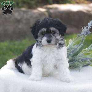 Snoopy, Havachon Puppy